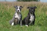 AMSTAFF  PUPPIES 250